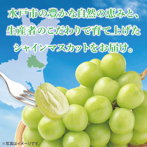 【9月中旬より順次発送】糖度に驚く、贅沢な甘み！水戸市産シャインマスカット ２房 約1kg～1.3kg(NL-1)