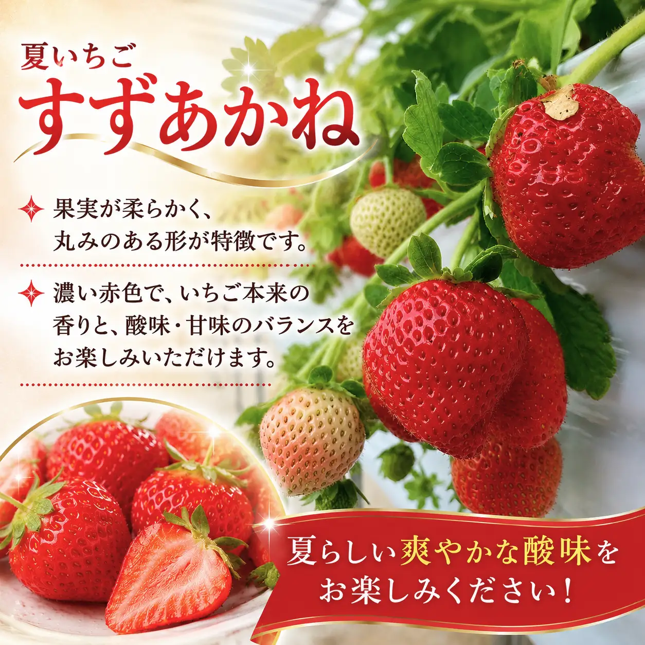 【10月31日まで受付！】いちご すずあかね 250g～300g×2パック 盛岡市 玉山うるおいイチゴ園