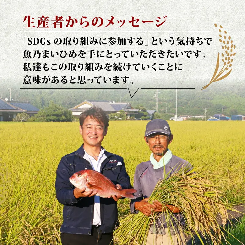 令和8年産 新米 コシヒカリ 魚乃まいひめ 6kg 精米 秀長水産 コシヒカリ G020-016010