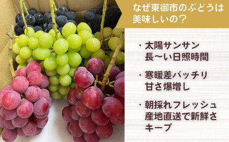 【先行受付2026年発送】わけありシャインマスカット約1.1kg（2～3房）｜清水農園 ※2026年9月上旬以降順次発送予定※月曜日、金曜日の発送はお休み