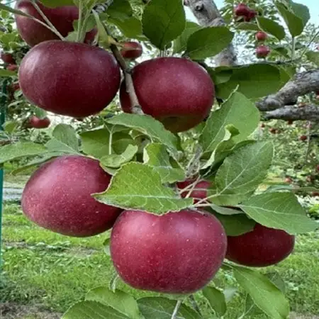 クセになる酸味、お菓子作りに良し!生食でも良し!青森県産　紅玉(こうぎょく)【家庭用】約5kg【配送不可地域：離島】【1650627】