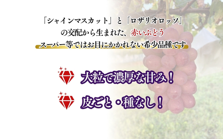 【2026年先行予約】まるで赤い宝石！「スカーレット」約1kg~1.2kg|ぶどう