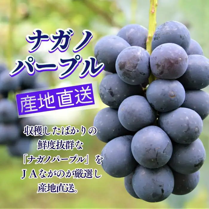 【2026年先行予約】ナガノパープル 約1kg|ぶどう