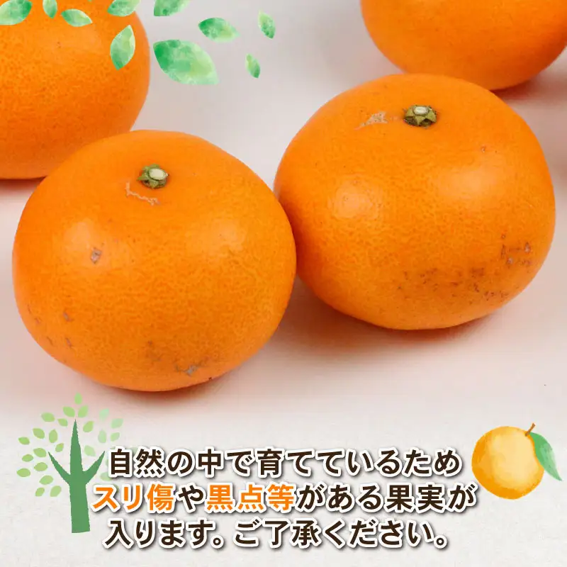 フルーツ 【5回コース】 Shirai.agrifarm 定期便 B105-115011