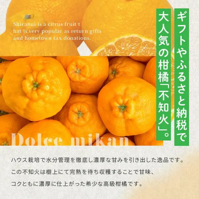 越冬完熟しらぬひ 1.4kg 3月上旬～｜みかん 柑橘 しらぬい 不知火 しらぬい 尾道市