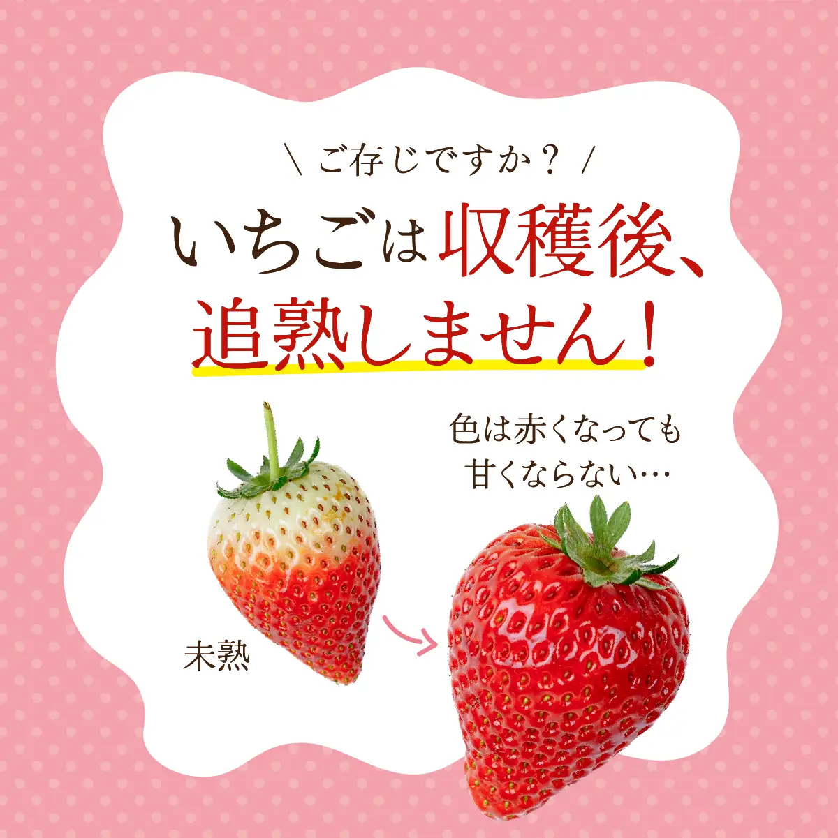 いちご【1月以降発送】とちおとめ 大粒 約270g×4 合計 約1080g | イチゴ 栃木県 茂木町