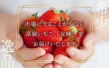 【来シーズン先行予約】【3回定期便】亀岡産いちご 女峰 1箱×3回 イチゴ