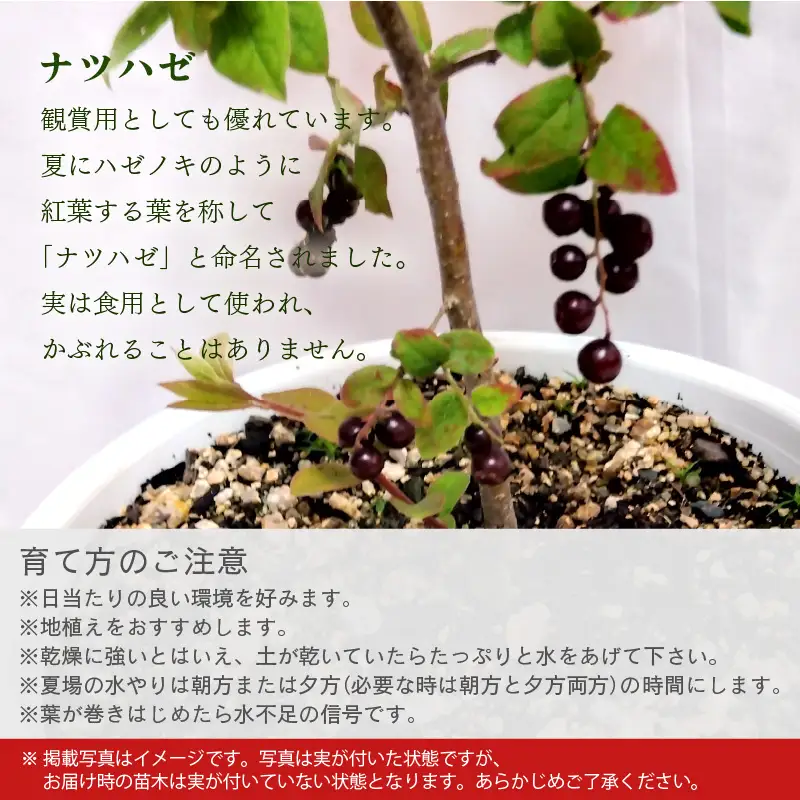 【先行予約】ナツハゼ苗木（鉢物）鉢底から約30～55cm 【2027年4月中旬以降順次発送予定】 [m47-a027]