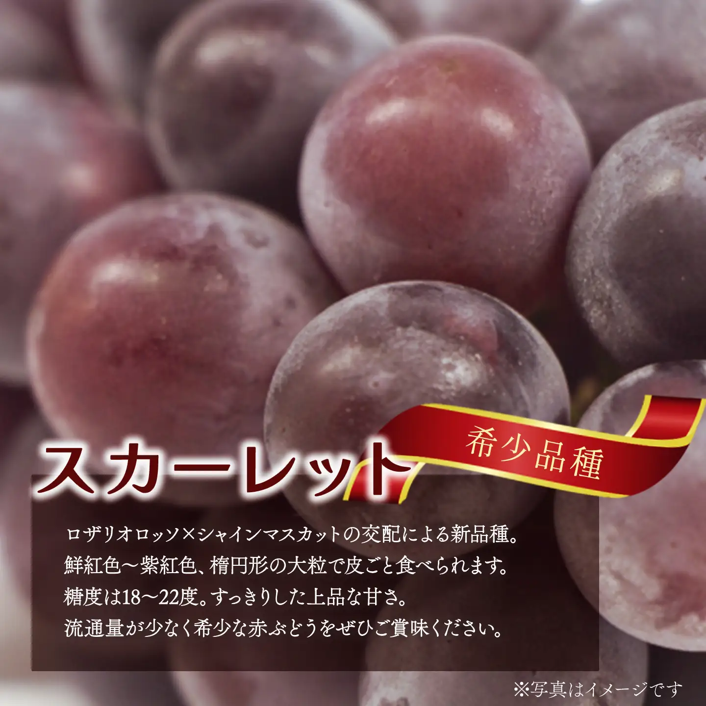 種なし赤ぶどう スカーレット（1房・約700g）ぶどう
