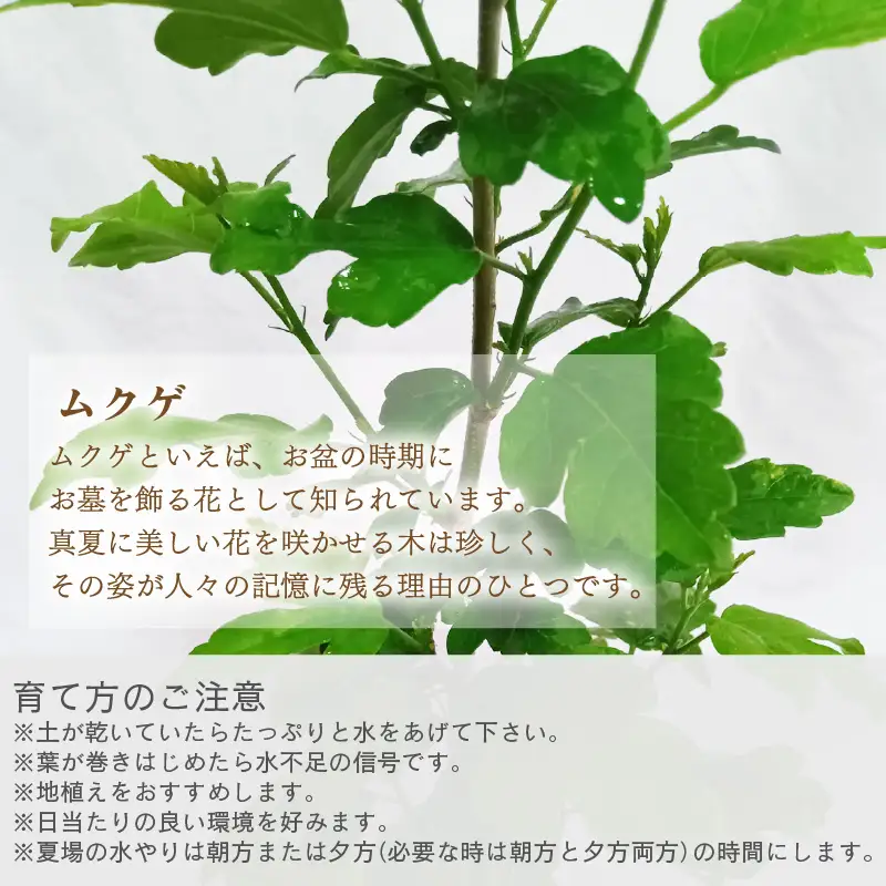【先行予約】ムクゲ苗木 (鉢物) 鉢底から約30～55cm 【2027年4月下旬以降順次発送予定】【 むくげ お花 フラワー 苗 観葉植物  園芸】 [m47-a019]