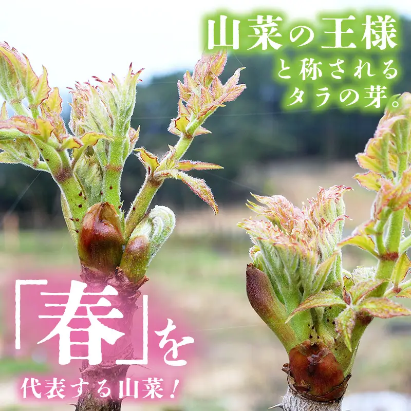【先行予約】【季節限定】国産山菜 タラの芽 美浜町の春をお届け【2027年3月下旬以降順次発送予定】【 山菜 たらの芽 】 [m47-a026]