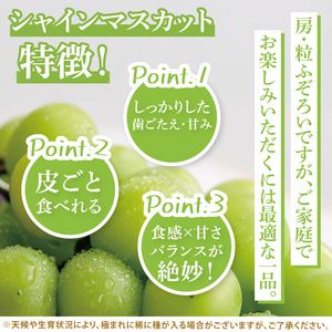 【2026年9月上旬～10月中旬発送】シャインマスカット家庭用約３kg（4～7房）【茨城県共通返礼品/石岡市】（MF-10）