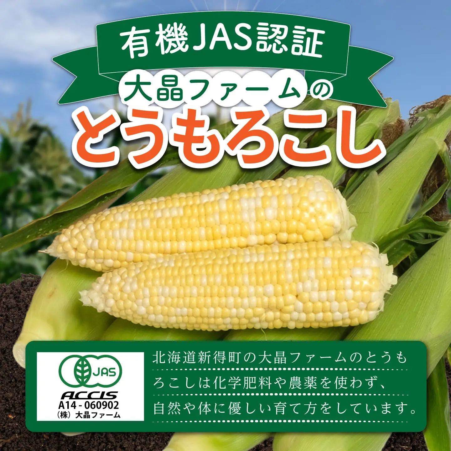 有機とうもろこし 8本～9本 とうもろこし[BNAP001]