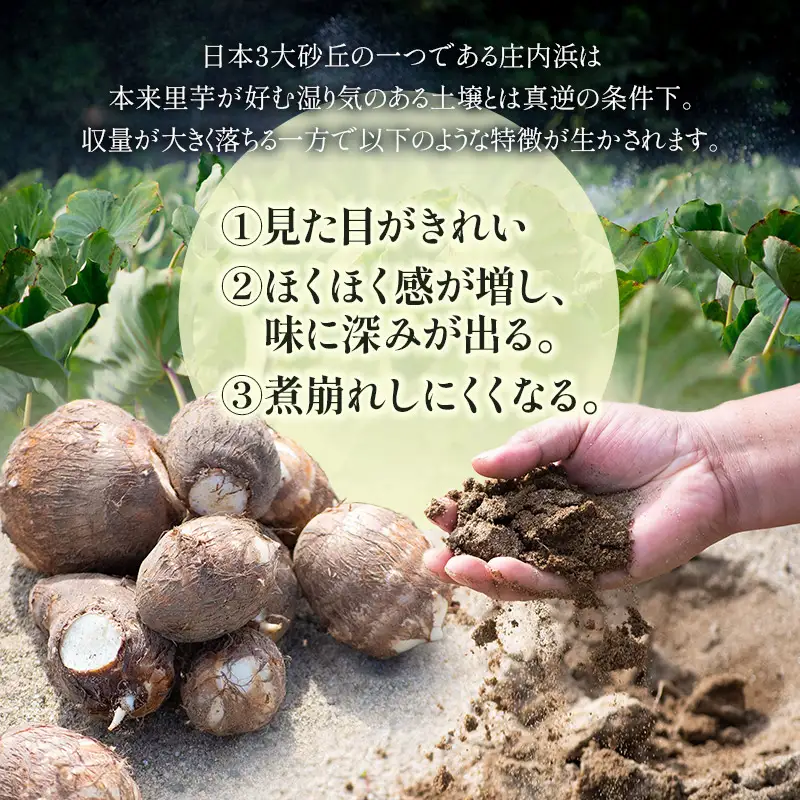 【令和8年産先行予約】　庄内砂丘里芋　約3kg　山形県鶴岡市　しじぜんファーム　| 里芋 さといも サトイモ 野菜 やさい 新鮮野菜 3キロ 産地直送 おすすめ 人気 お取り寄せ 返礼品