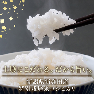 【新米受付開始！】 特別栽培米 米 コシヒカリ 計4kg 2kg × 2袋 米 白米 ご飯 料理 おにぎり 弁当 新潟県 新潟産 新発田産 コシヒカリ 佐々木耕起組合 新潟県 新発田市 非常食 備蓄 米 米 米 米 米 ssk002
