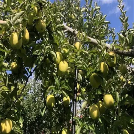 農家直送　青森県産　王林　家庭用　約5kg(18個前後入り)　甘い青りんごの定番【1598177】