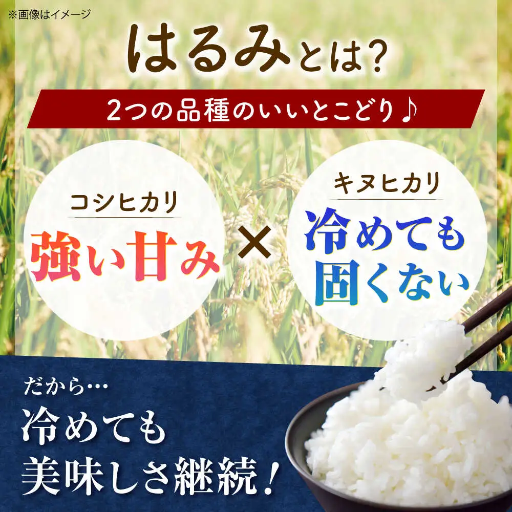 精米 はるみ 5kg 米 [BDBB002] 