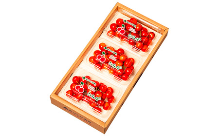 山形のさくらんぼ 大将錦 540g Lサイズ以上 (180g×3パック) 【令和9年産先行予約】FS25-017