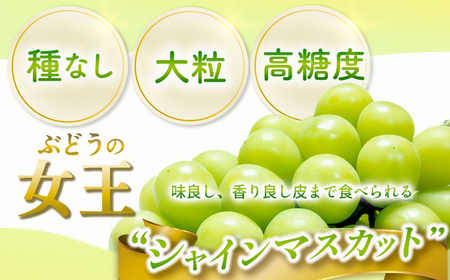 茨城県常総市産 シャインマスカット 約2.4kg｜ぶどう ブドウ 葡萄 果物 フルーツ 贈り物 ※2026年8月中旬～9月中旬頃に順次発送予定