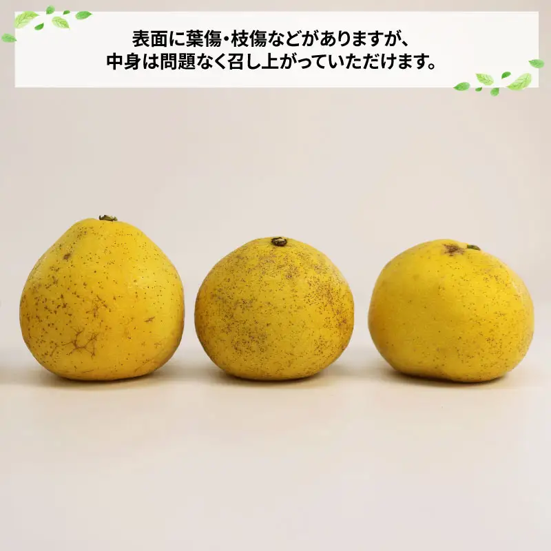 訳あり 文旦 約7kg 玉津柑橘倶楽部 文旦 B010-072046