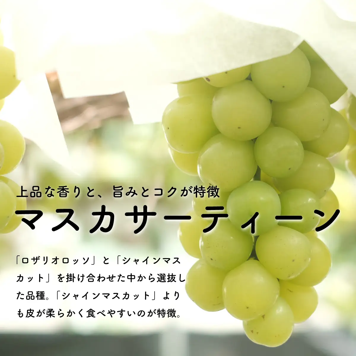【先行予約・2026年8月】数量限定 マスカサーティーン 1.5kg 産地直送 農家直送 大粒 種なし 甘い ぶどう 果物 ギフト