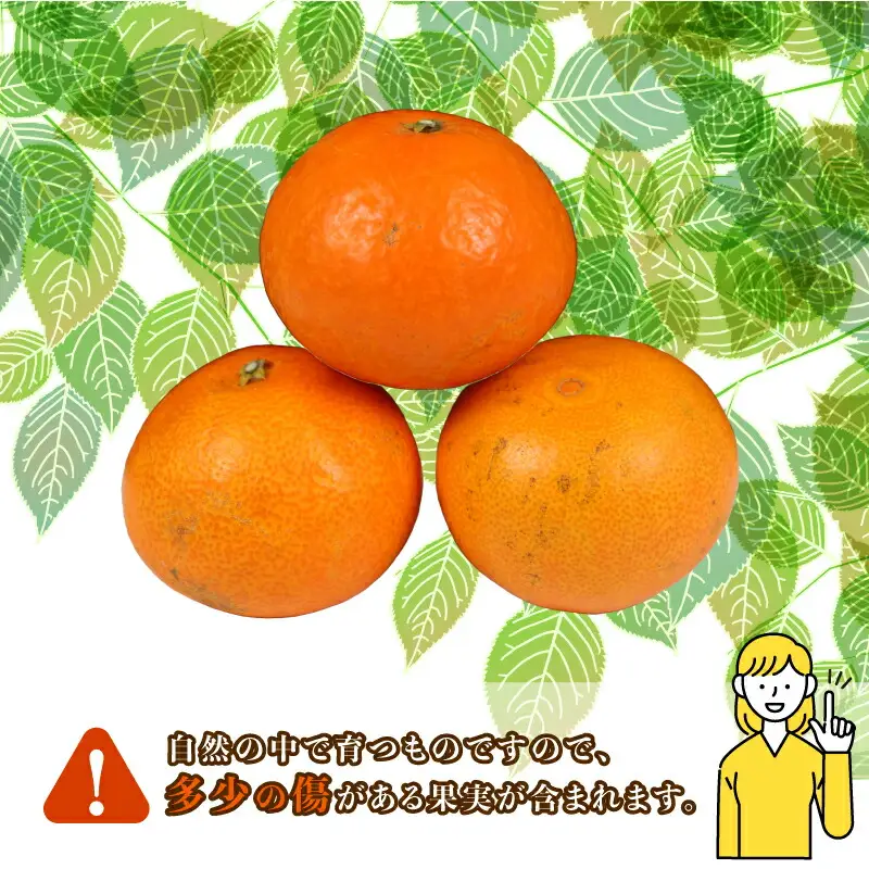 【紅まどんなと同品種】 贈答用 愛果28号 まどんな 2.7kg コルレオファーム 先行予約 B018-145021