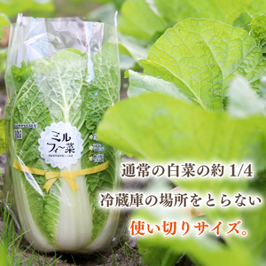 ミニ白菜 ミルフィ～菜 3個 【 白菜 】