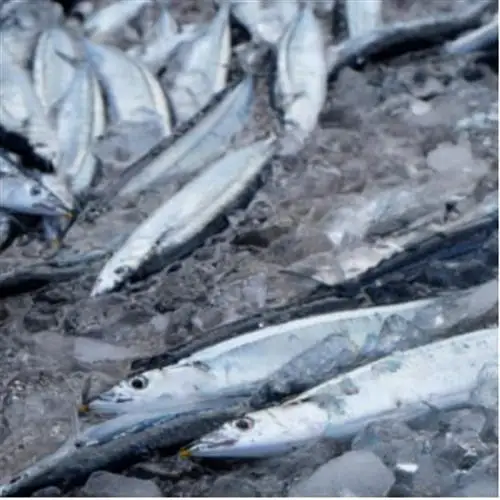 生さんま　10～15尾【配送不可地域：離島・北海道・沖縄県・信越、北陸・近畿・中国・四国・九州】【1642728】