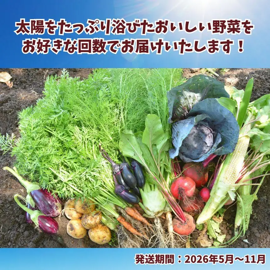 【定期便3回】【先行予約】栃木県産 旬の野菜 (果物) 便 3～10種 ×3回