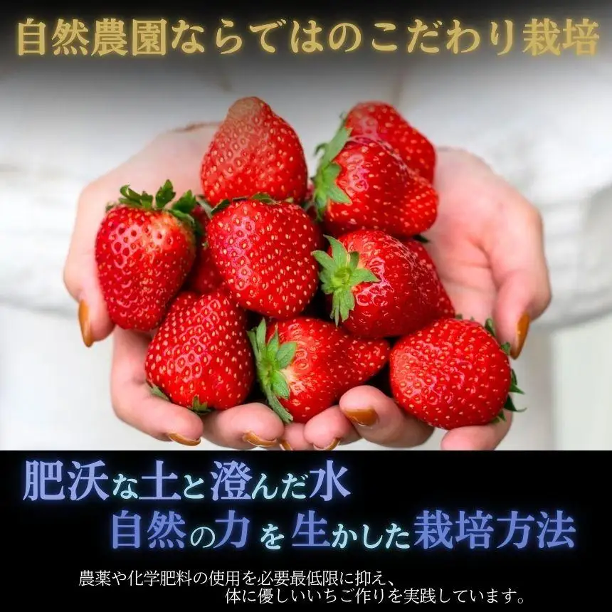 [2月以降発送]いちごの新定番 ★とちあいか★ 12～15粒×2P 2027年 1月～4月上旬発送！【2027年先行予約】栃木県 矢板市産