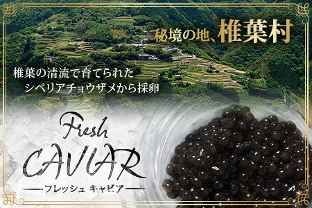 〈3回定期便〉【桐箱入り】キャビア 20g × 3回配送 計60g【世界三大珍味×日本三大秘境】 宮崎 椎葉 国産 チョウザメ キャビア 魚卵 定期便 魚介 珍味 贈答 SZ-103_3teiki