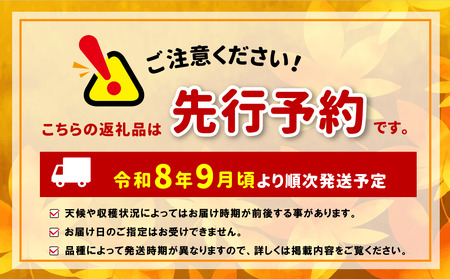 【先行受付】 信州産 ナガノパープル 2房（約1kg）