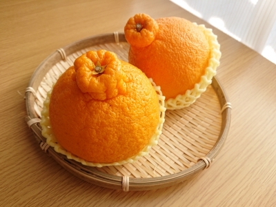 【先行予約】【訳あり】不知火 約10kg | 柑橘 みかん 果物 フルーツ 愛媛県産 農家直送　※離島への配送不可　※2027年2月下旬より順次発送予定  IKTAU009