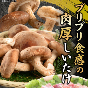 【名古屋コーチン入り】駒来しいたけの駒丼（こまどん） しいたけ丼 シイタケ丼 椎茸丼 名古屋コーチン コーチン肉付き 親子丼 地鶏 日本三大地鶏 国産 鶏 鶏肉 レトルト 常温 非常食 湯煎 レンジ どんぶり 丼 丼ぶり 簡単調理 コク 旨み  しいたけ 駒丼 どんぶりのもと 丼の素 230g 4箱 肉厚 濃厚 だしの旨味 お取り寄せ 愛知県 小牧市 送料無料 [131L03]