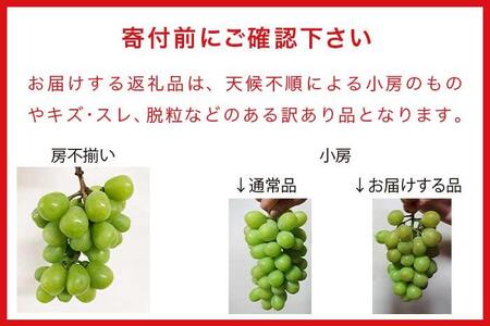 【訳あり】シャインマスカット 約1.5kg  3～5房 ［おぶせファーマーズ］規格外 不揃い 傷 令和8年産 【2026年9月中旬～11月下旬発送】［F-42］