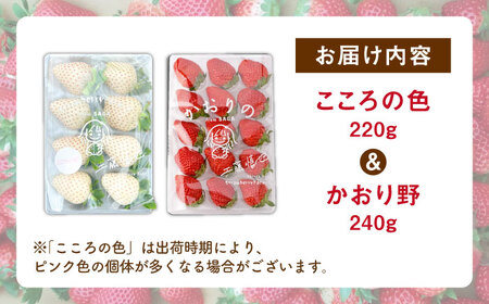 先行予約 2027年1月〜発送  こころの色×かおり野 紅白いちごセット 計460g / いちご [IBJ024]