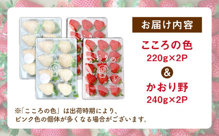 先行予約 2027年1月〜発送  こころの色×かおり野 紅白いちごセット  計920g / いちご [IBJ025]