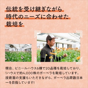御坊の花 農園直送 ガーベラ切り花50本【0773-5】