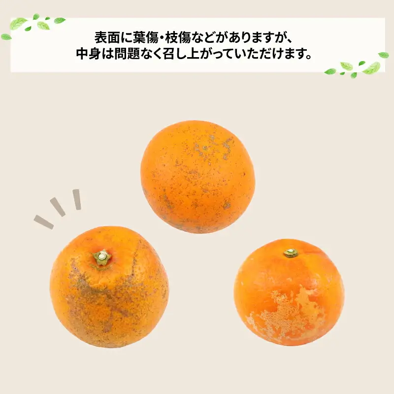 訳あり ブラッドオレンジ タロッコ 約5kg 玉津柑橘倶楽部 オレンジ B010-072047