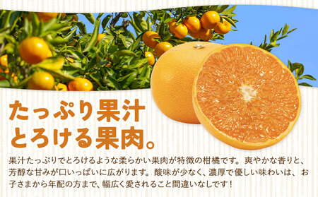 ハウス追熟 天草オレンジ 10玉～15玉入 【配送不可地域あり】※離島