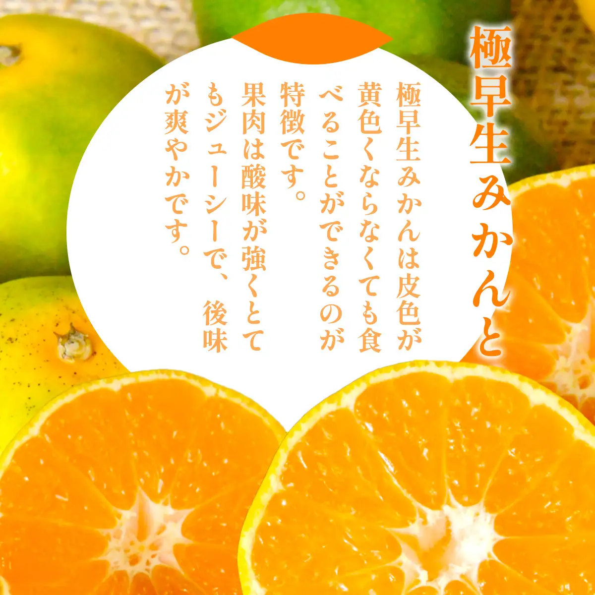 【先行予約】浅野農園の極早生みかん 訳あり計10kg ※着日指定不可 ※離島への配送不可（2026年10月上旬～11月中旬頃に順次発送） IKTAC001