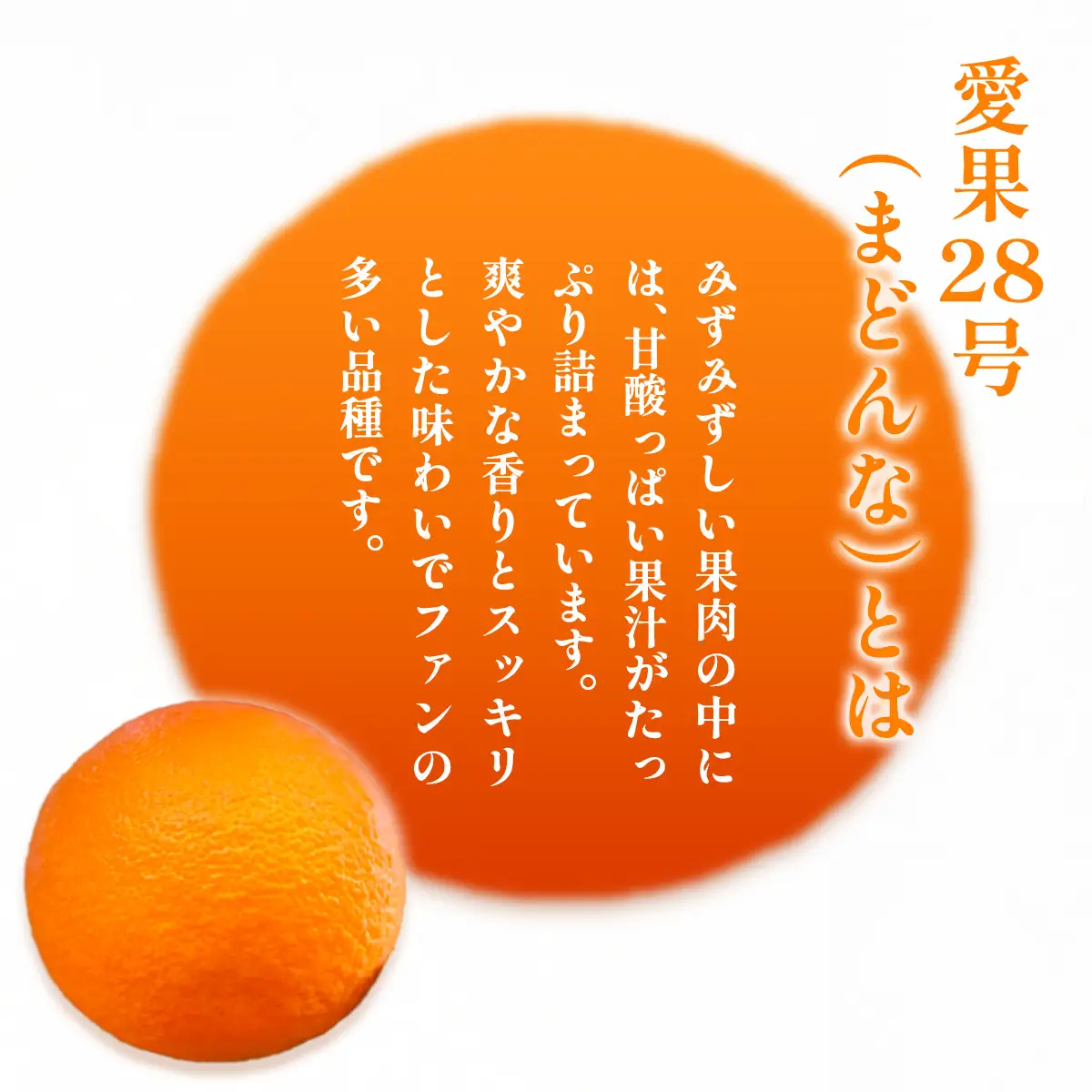 【先行予約】【数量限定】浅野農園の愛果28号（まどんな）家庭用計3kg※離島への配送不可（2026年12月中旬～2027年1月中旬頃に順次発送予定） IKTAC024