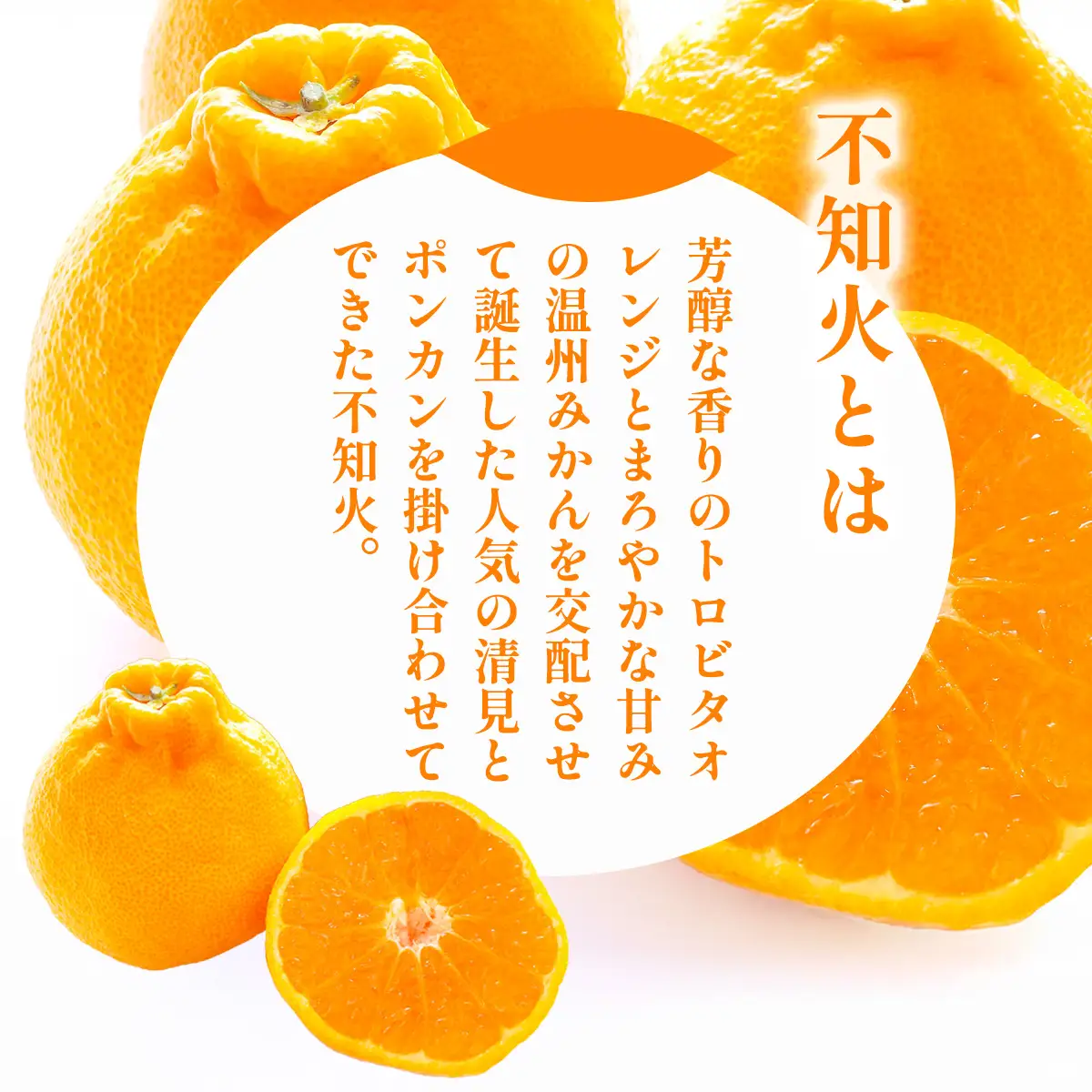 【先行予約】訳あり 不知火 計10kg ※離島への配送不可（2027年2月中旬頃より順次発送予定） IKTAC030