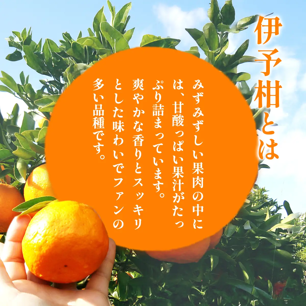 【先行予約】【訳あり】伊予柑計5kg ※離島への配送不可（2027年2月上旬頃より順次発送予定 ） IKTAC034