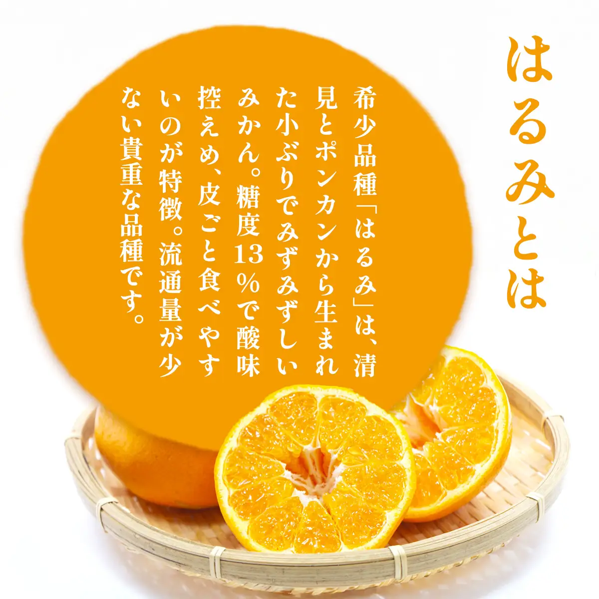 【先行予約】【家庭用】はるみ計5kg※離島への配送不可（2027年2月上旬頃より順次発送予定） IKTAC031