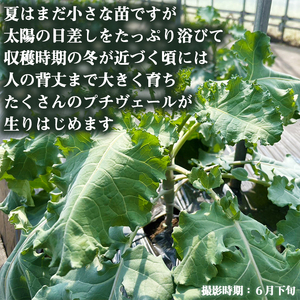 【 先行予約 2026年 12月中旬 発送】 岩手県産 プチヴェール 600g 【淺利園】
