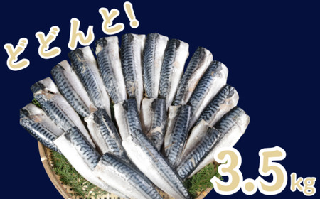 訳あり 食塩不使用 さば フィーレ 3.5kg 【10月以降配送】 さば