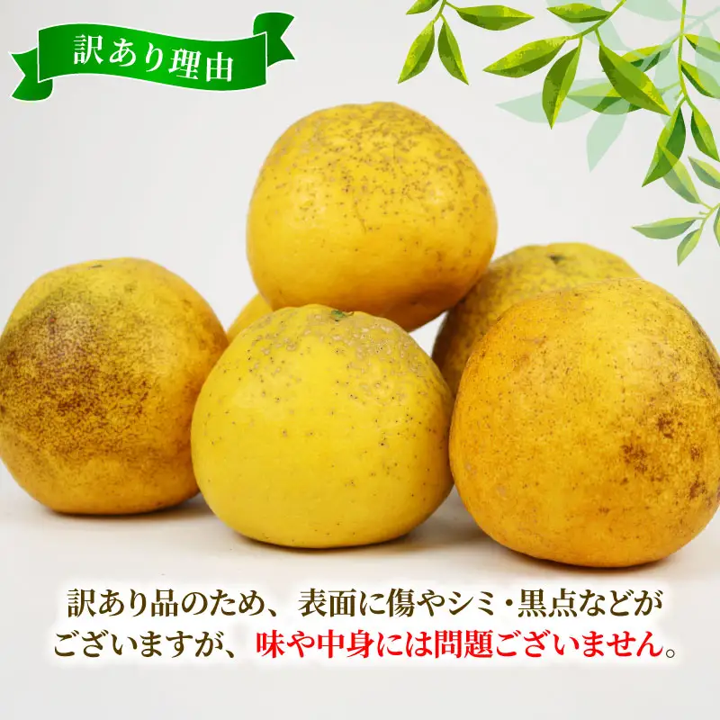 訳あり 河内晩柑 約 8kg 木田柑橘農園 柑橘 B010-185007