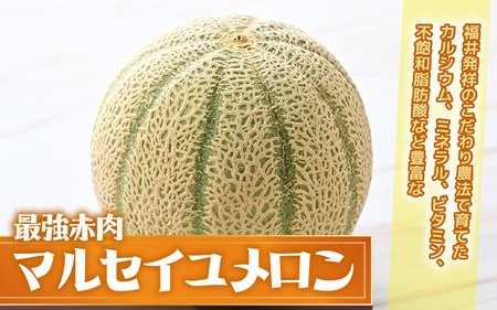 マルセイユメロン 1玉 (1玉あたり：1.3kg以上)【2027年6月中旬以降発送】[A-21217]