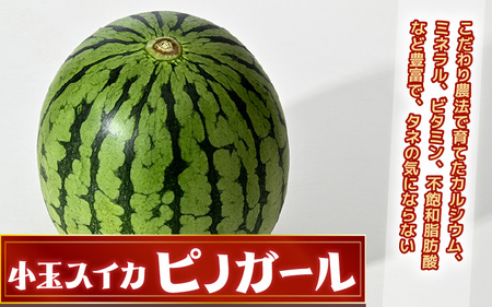 安心安全！減農薬！こだわり農法で育てた至高のピノガール (小玉スイカ) 1玉 (1.3kg以上)【2027年7月中旬以降発送】スイカ すいか フルーツ [A-21214]